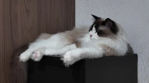 A Ragdoll cat resting on a black cabinet Stock Footage 337927355