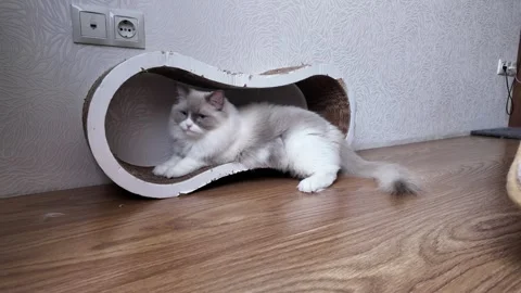 Ragdoll cat sharpens claws on cardboard scratching post in cozy living room. Stock Footage 334921548