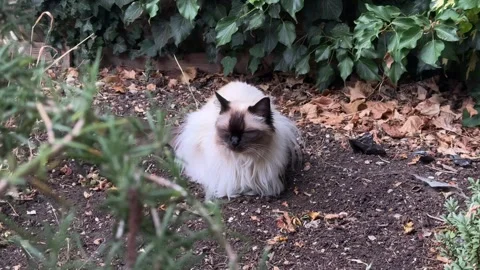 Ragdoll Cat Sitting Elegantly on Garden Stock Footage 314115107
