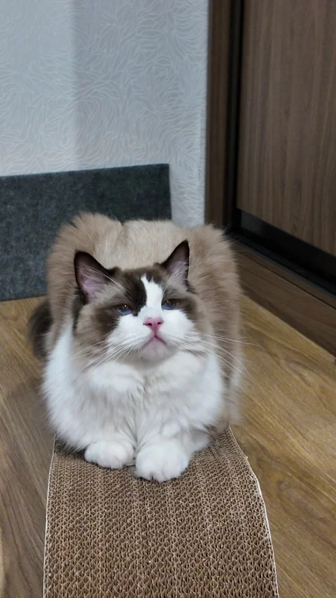 Ragdoll cat sitting on scratching post Stock Footage 314772297