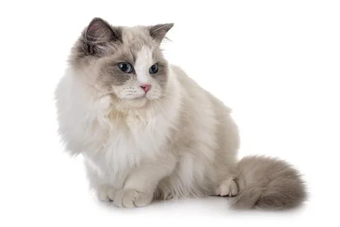 Ragdoll cat in studio Stock Photos