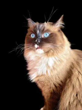 Ragdoll Cat With Surprised Expression Stock Photos