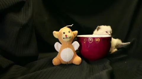 Ragdoll kitten and red coffee cup 01 Stock Footage 33842329