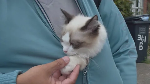 A Ragdoll kitten cuddling inside the sweatshirt. Stock Footage 93918805