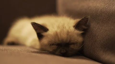 Ragdoll kitten dreaming on the sofa Video stock 97569703