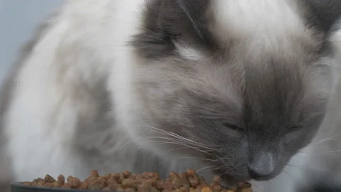 A ragdoll kitten eating dry cat food. Stock Footage 150642333