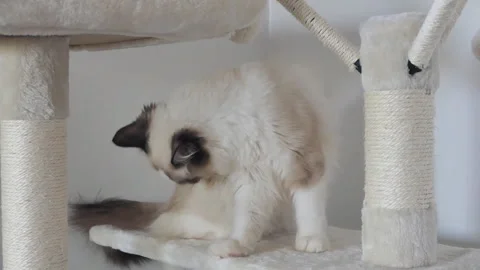 A Ragdoll kitten grooming itself and playing on a cat tree. Stock Footage 94189836