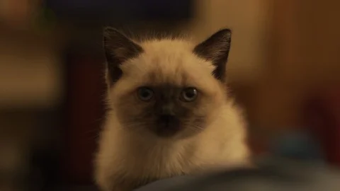 Ragdoll kitten looking at camera Video stock 97567860