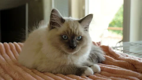 A ragdoll kitten looks into the camera with blue eyes Video stock 201169059