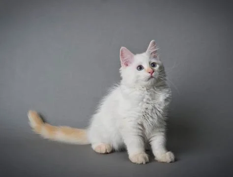Ragdoll kitten Stock Photos