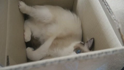 A Ragdoll kitten playfully lying down inside a box. Video stock 94527477
