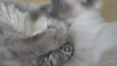 A Ragdoll kitten playing with a Ragamuffin cat. Stock Footage 144149583