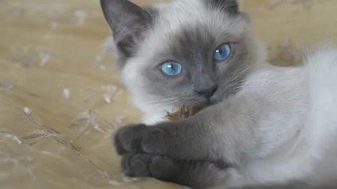 A ragdoll kitten playing with a toy on a bed. Stock Footage 156063647