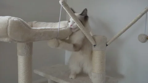 A Ragdoll kitten playing with a wool ball. Stock Footage 93919628