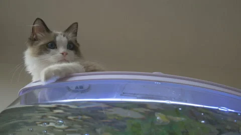 A ragdoll kitten sitting on an aquarium. Stock Footage 114143388
