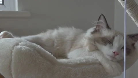 A ragdoll kitten sleeping on a tree house. Stock Footage 111497384