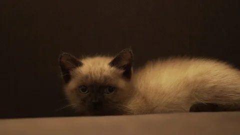 Ragdoll kitten staring Video stock 97568508