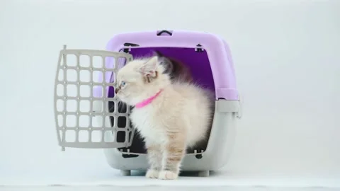 Ragdoll kittens in cat carrier Stock Footage 206825348