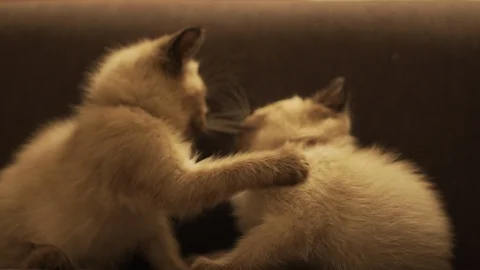 Ragdoll kittens playing with each other in slow motion Video stock 97570397