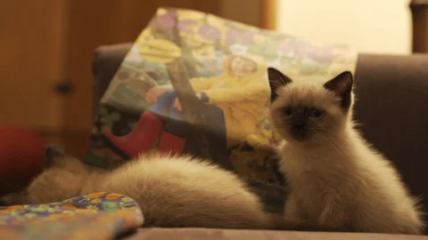 Ragdoll kittens playing Video stock 97567435