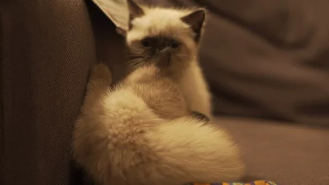 Ragdoll kittens playing Video stock 97569888