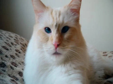 Ragdoll. Lazy cat resting on the bed. Video stock 71645914