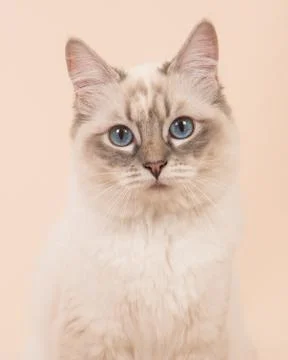 Ragdoll portrait Stock Photos
