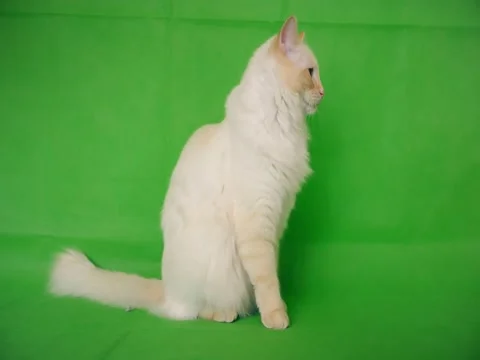 Ragdoll is a white and fluffy cat. Green background. Stock Footage 73470704
