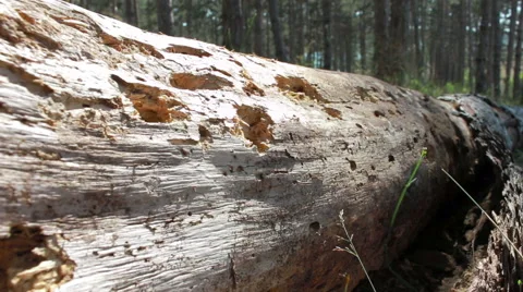 Ragged bark on the tree Stock Footage 52692813