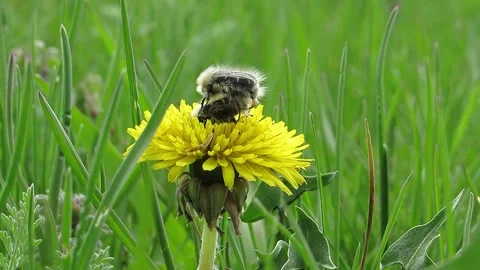 Ragged black beetles mating on a dandelion among the green grass Video stock 152903879