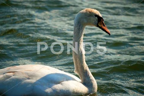 Ragged mute swan profile portrait Stock Photos
