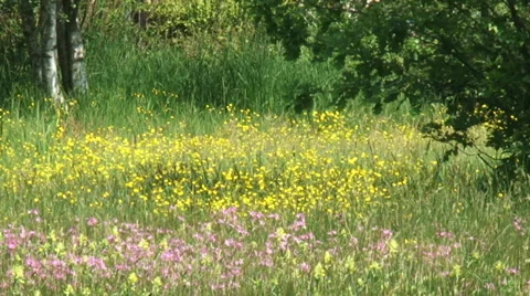 Ragged Robin, Lychnis flos-cuculi  and yellow Buttercups blooming Видео 34816184