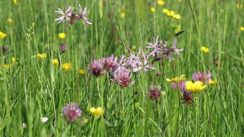 Ragged robin (Lychnis flos-cuculi) in a Wildflower Meadow, UK Video stock 311396506
