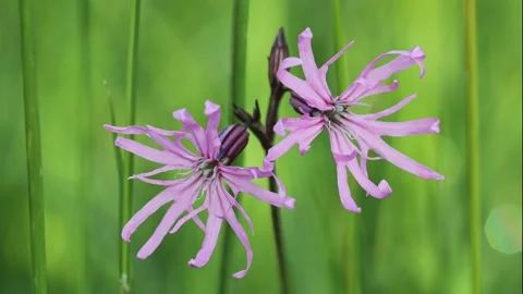 Ragged robin (Lychnis flos-cuculi) in a Wildflower Meadow, UK Stock Footage 311396508