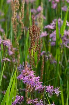 Ragged Robins bloom. Stock Photos
