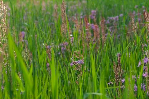 Ragged Robins bloom. 写真素材