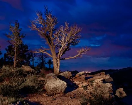 Ragged Tree Stock Photos