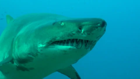 Ragget Tooth Shark Teeth Vidéo 297776727