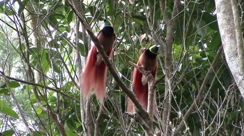 Raggiana bird of paradise males displaying on lek Stock Footage