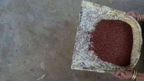 Ragi cleaning Stock Footage 147874756