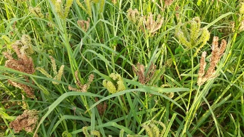 Ragi field in India. Stock Footage 209619809