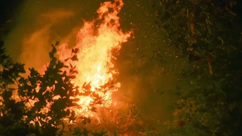Raging Big Fire In The Dark Forest At Night. Close Up Stock Footage 171101167