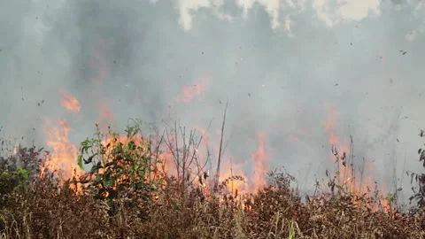 Raging Fire during Land Clearing, Indonesia Stock Footage 142775994
