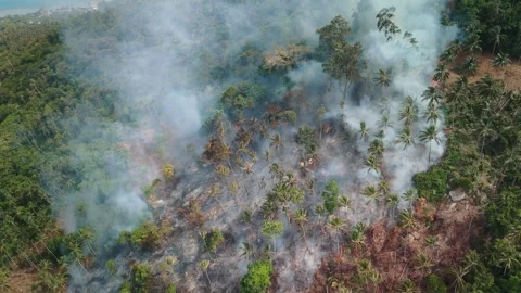 Raging flames devastating impact of forest fires on tropical ecosystem Stock Footage 312511618