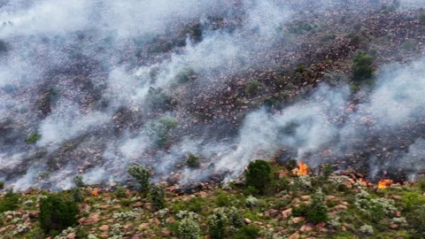 Raging flames from wildfire in game reserve and smoke pushed by wind Видео 333547213