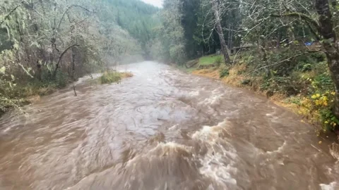Raging Floodwaters in Forest Stock Footage 306051725