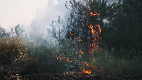 Raging Forest Fire, Burning Pine Trees Stock Footage 280845005