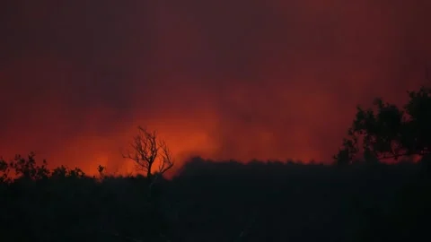 Raging forest fire burning trees and producing thick smoke Vidéo 340354320