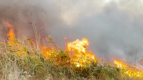 Raging forest fire out of control, Black smoke billowing upwards, Wildfire Stock Footage 313906543