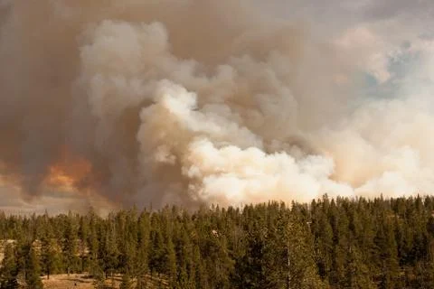 Raging forest fire Stock Photos